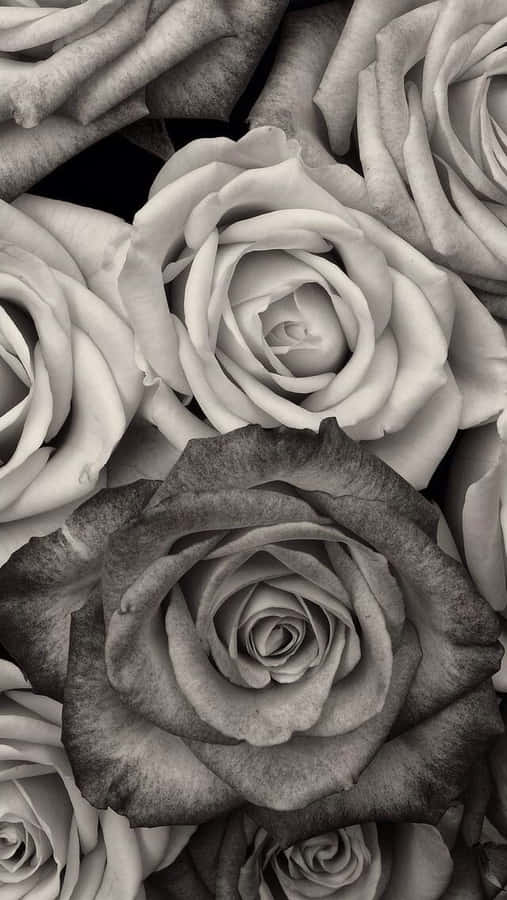 Black And White Flower iPhone 桌布