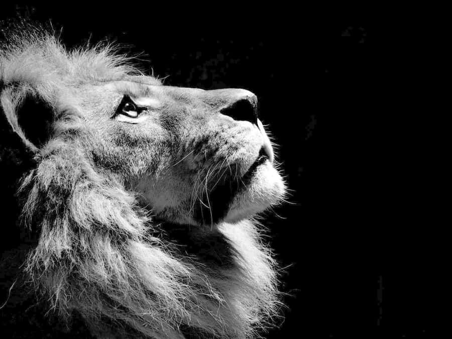 Black And White Lion 桌布