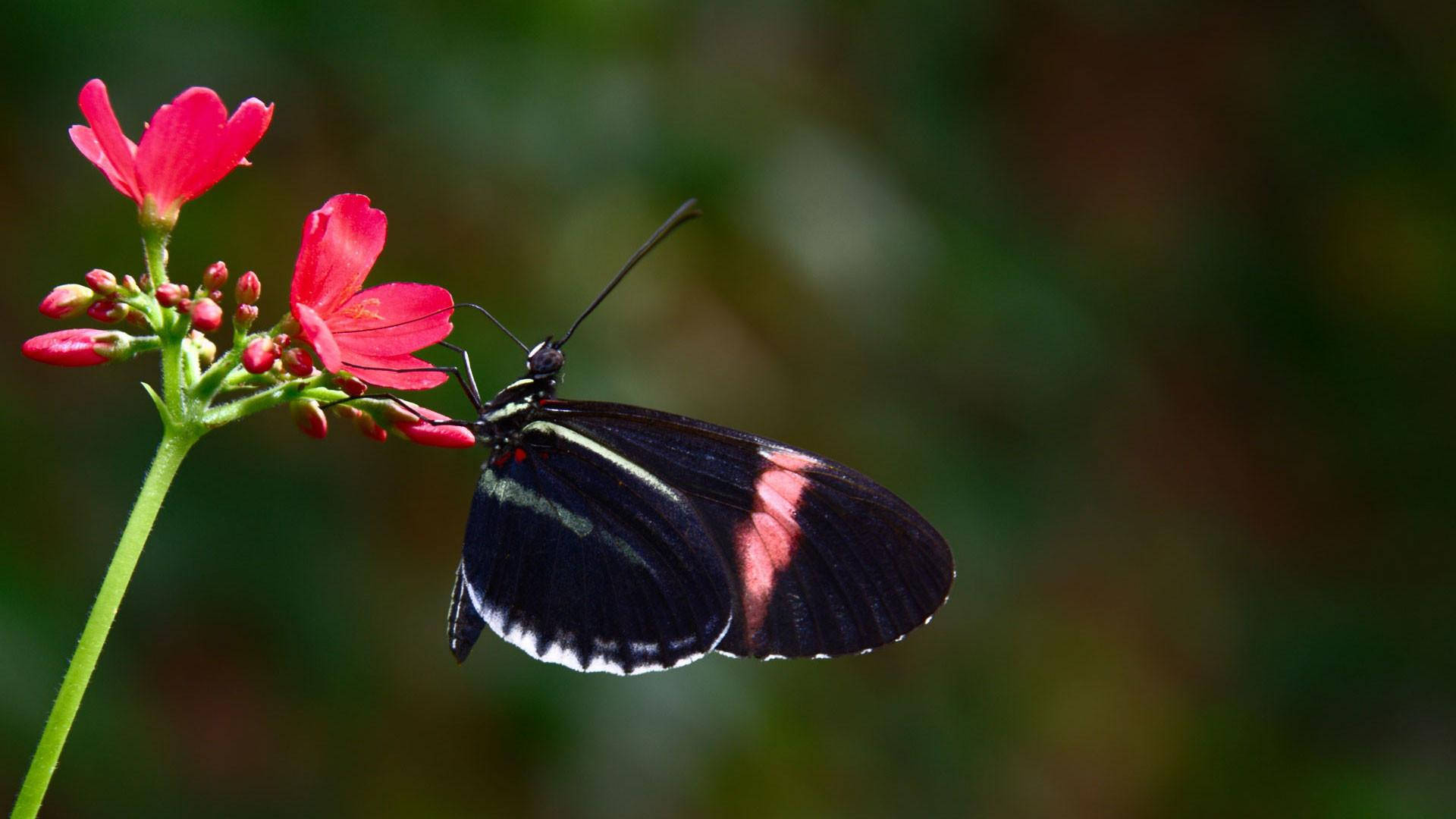 Black Butterfly 桌布