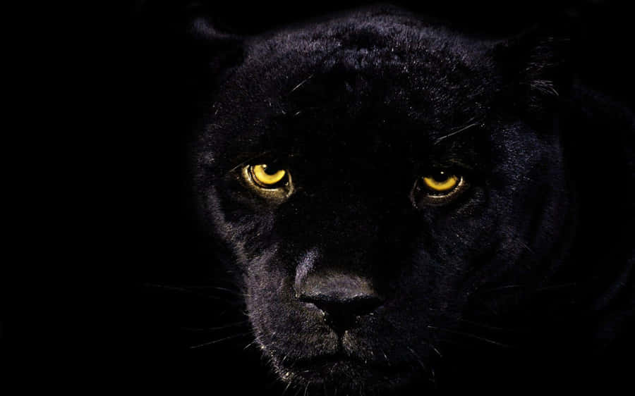 Black Jaguar 桌布