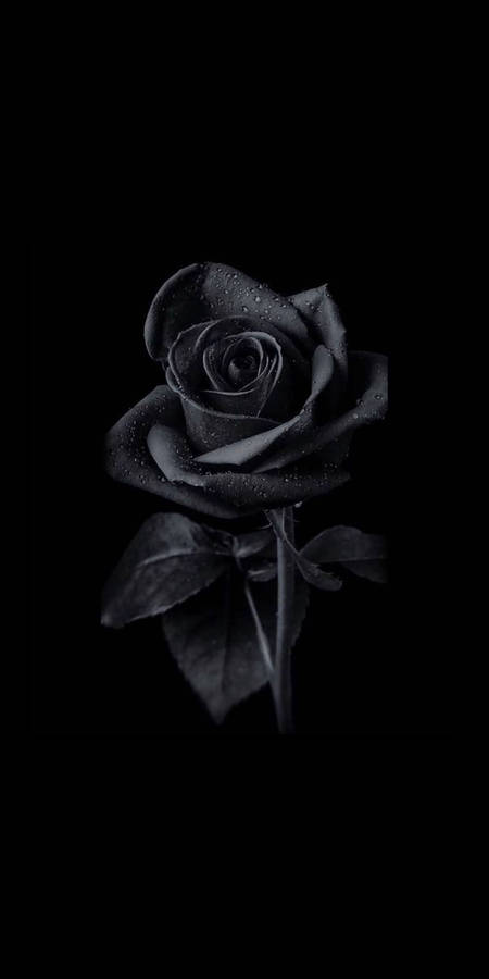Black Rose iPhone 桌布