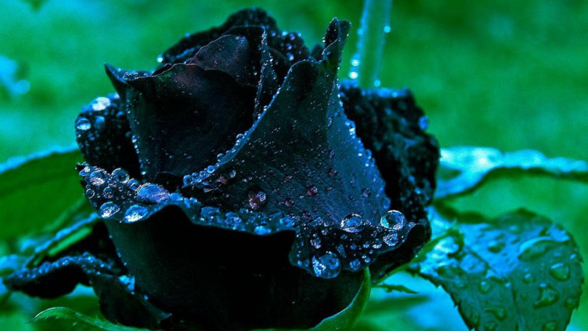 Black Rose 桌布