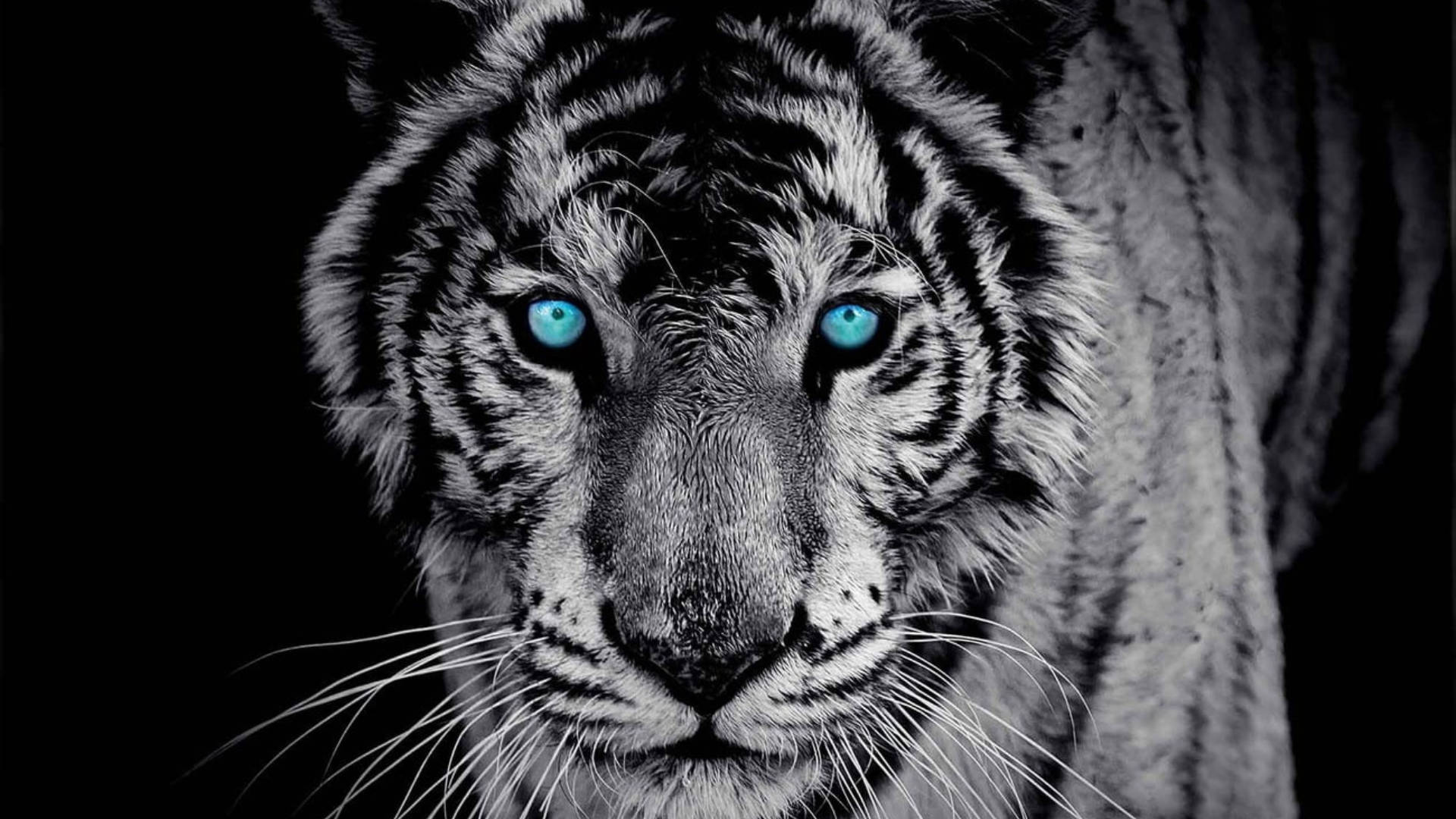 Black Tiger 桌布