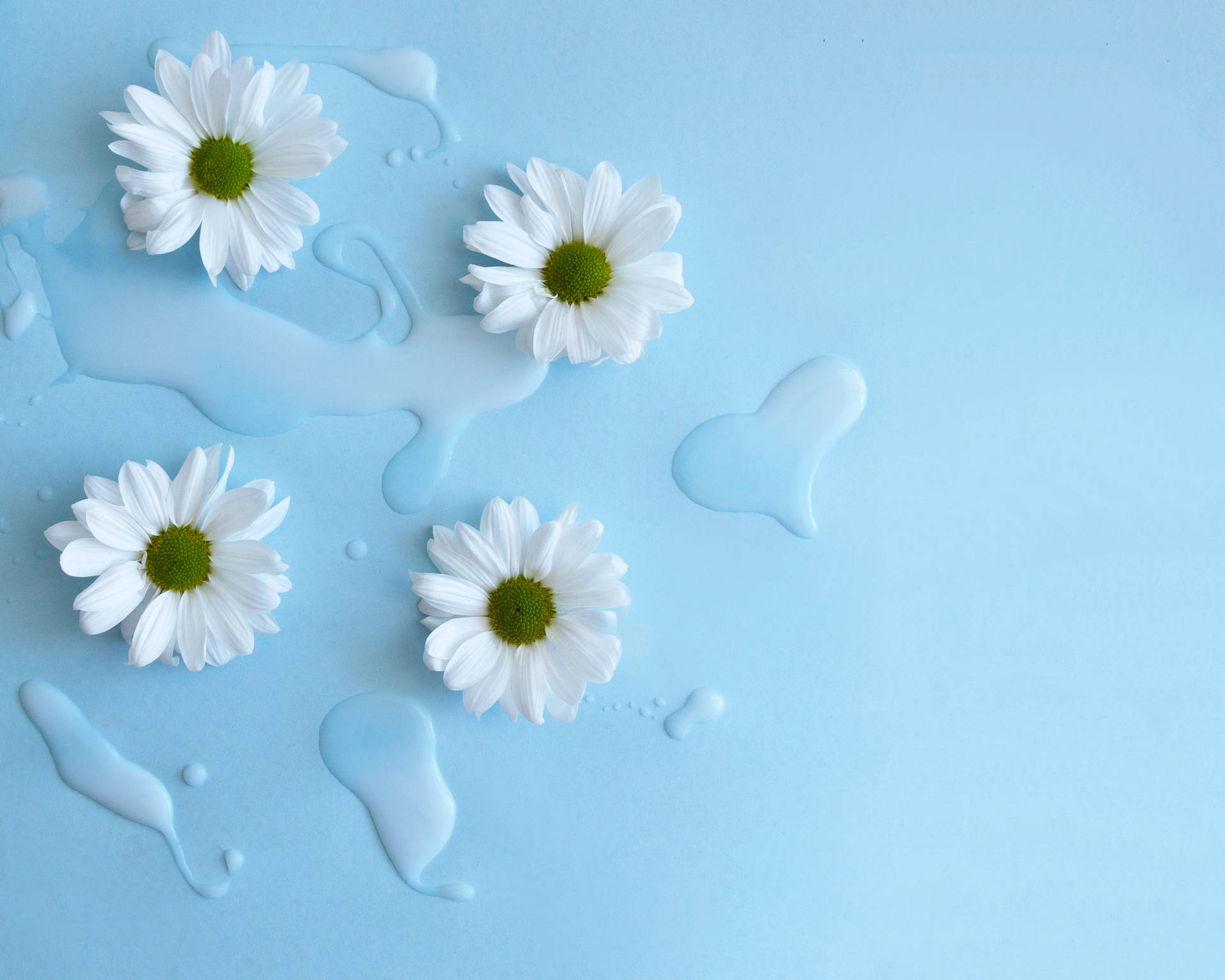 Download Fresh White Flowers on Blue Background FREE Stock Photo