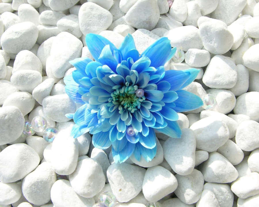 Blue Flower Desktop 桌布