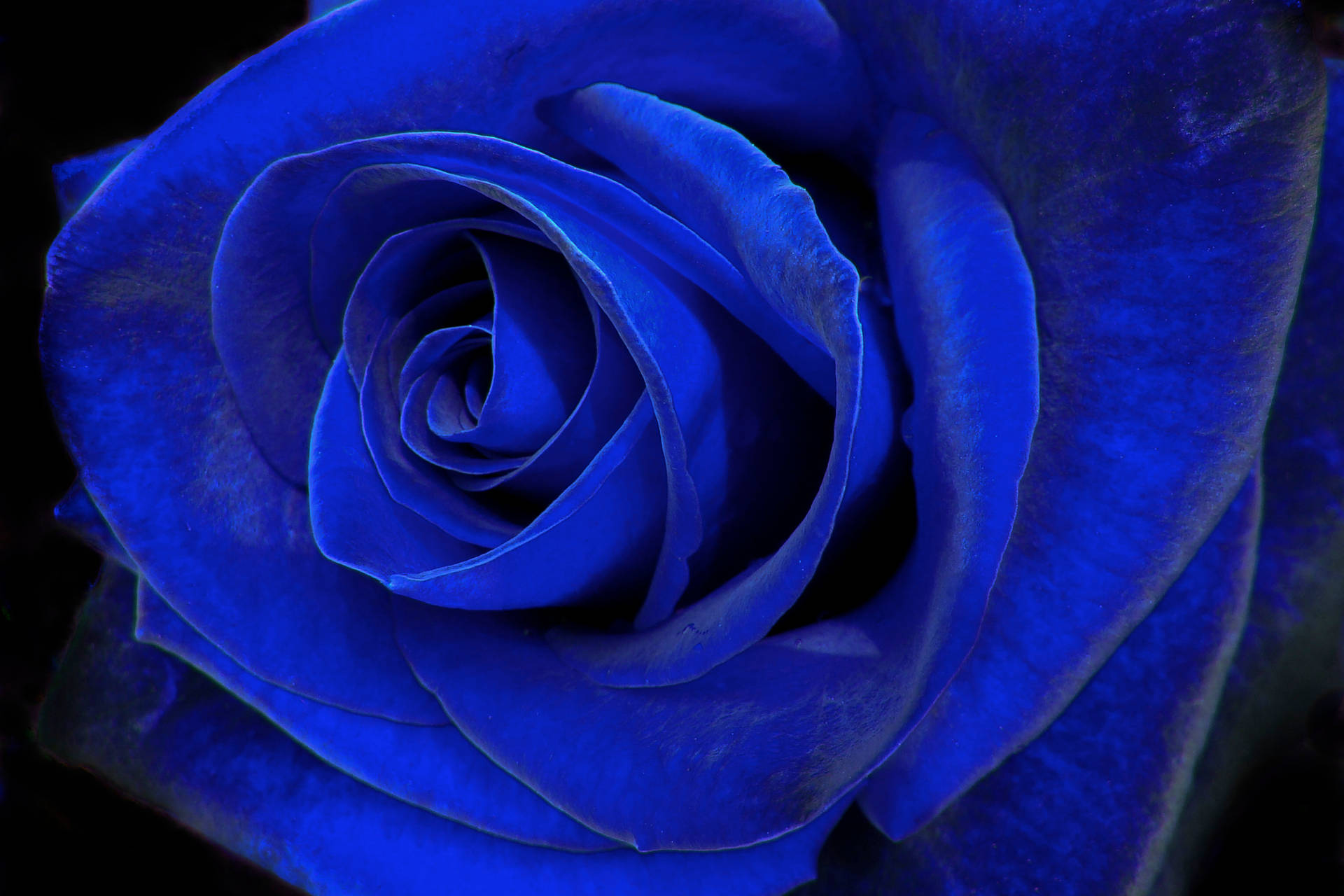 Earth Rose Flowers Petal Macro HD Wallpaper | Background Image