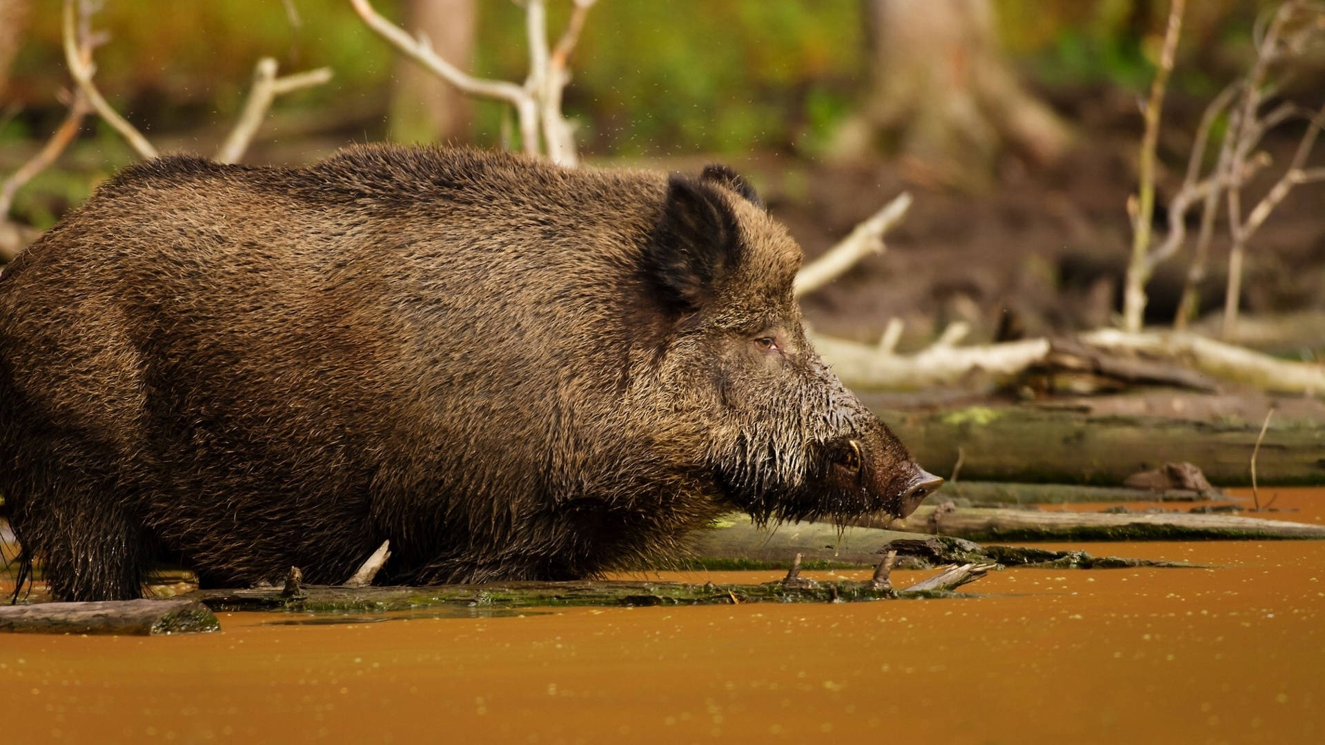 Boar 桌布