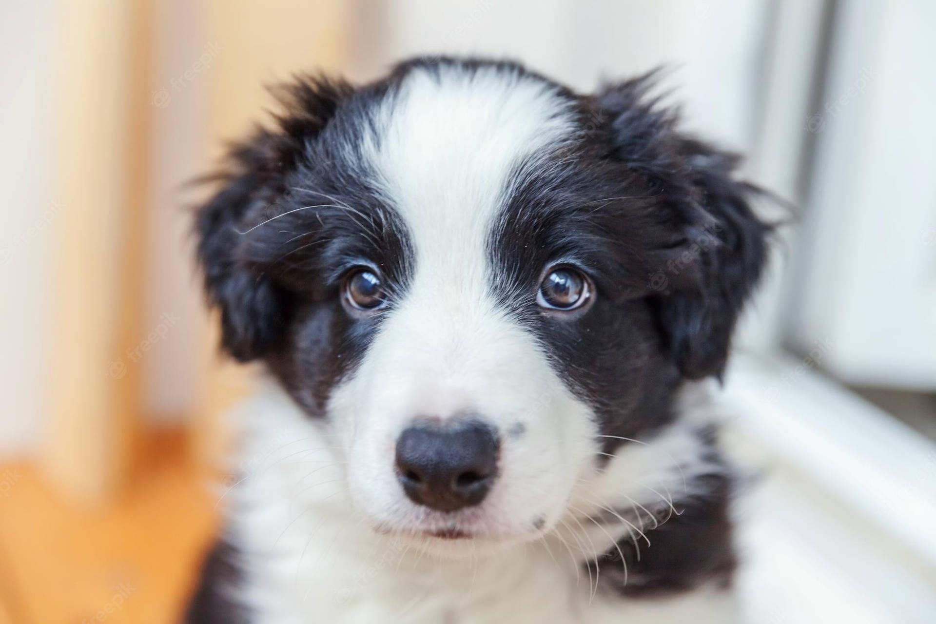 Border Collie Puppy 桌布