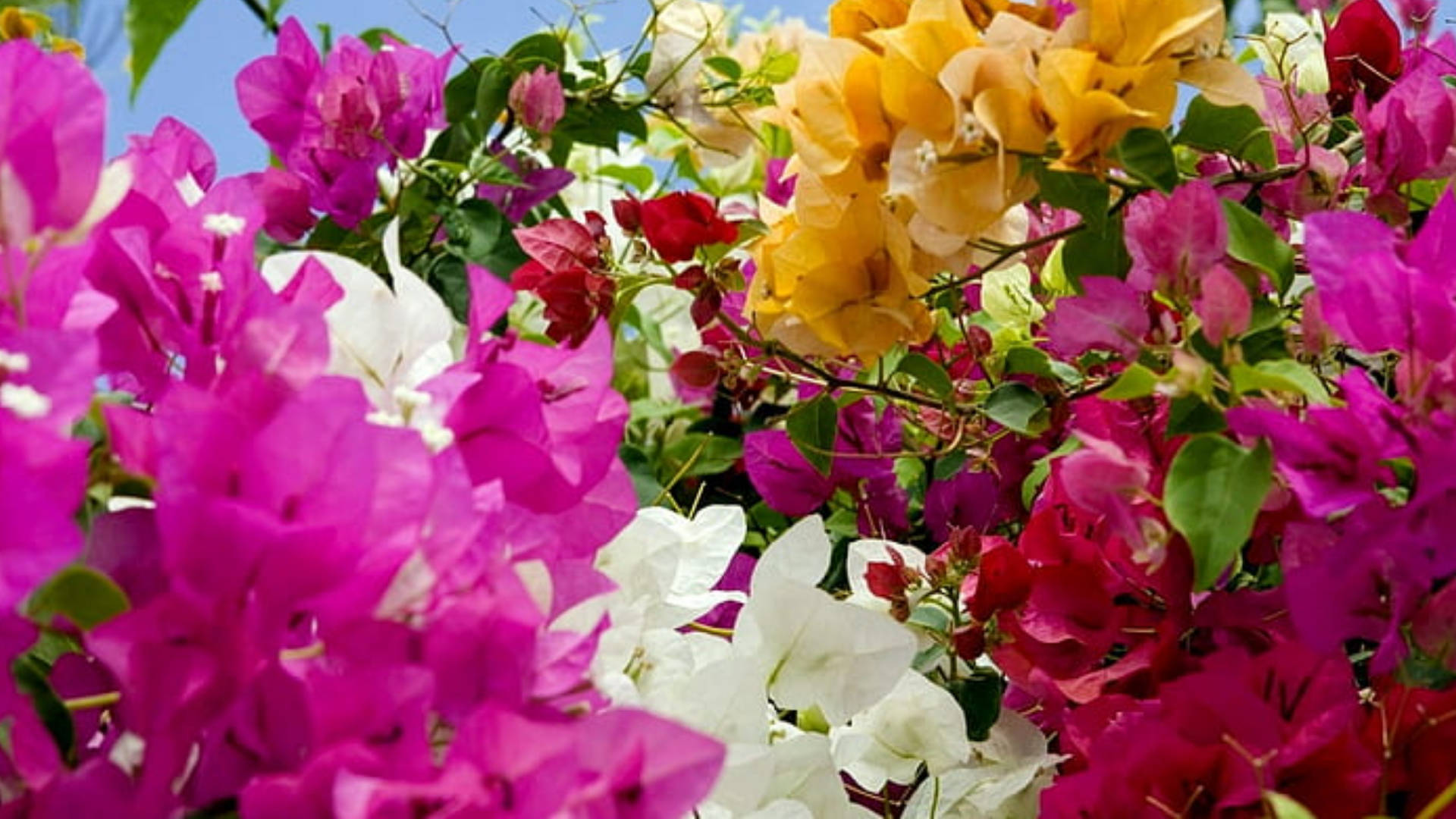 Bougainvillea 桌布