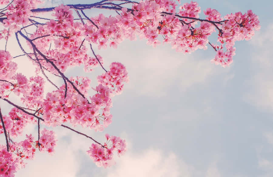 Branch 桌布