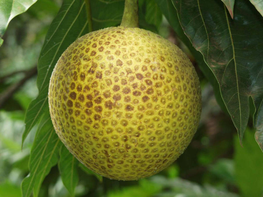 Breadfruit 桌布
