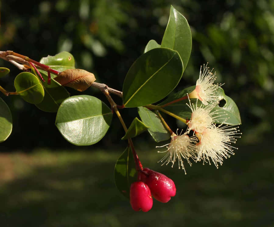 Brush Cherry 桌布