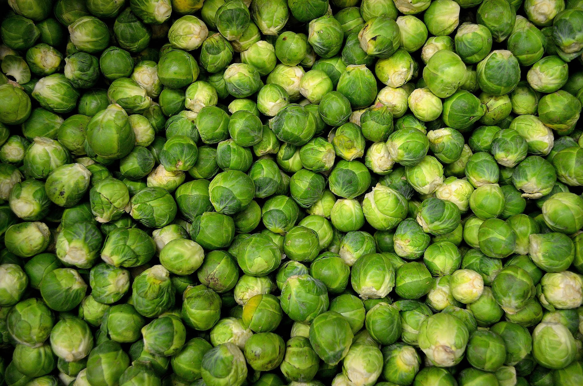 Cabbage 桌布
