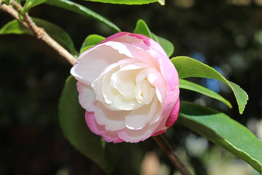 Camellia 桌布