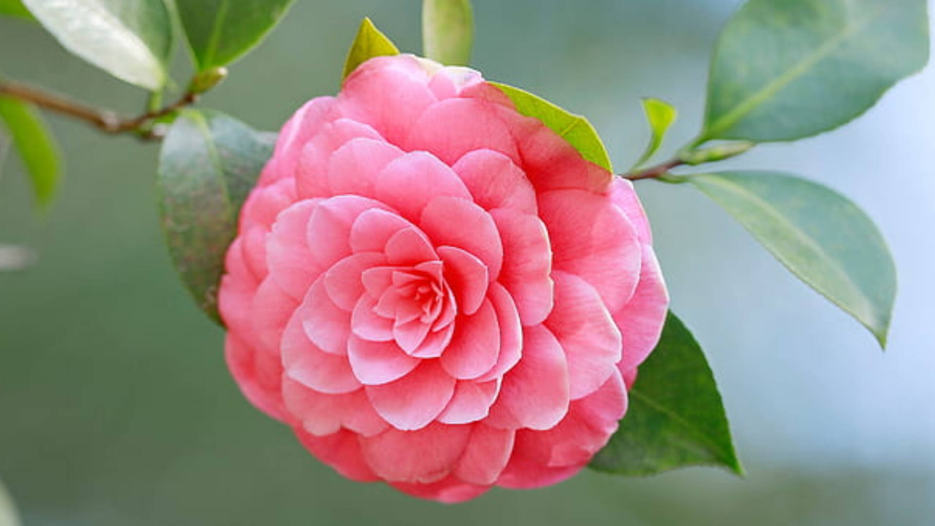 Camellia sasanqua 桌布