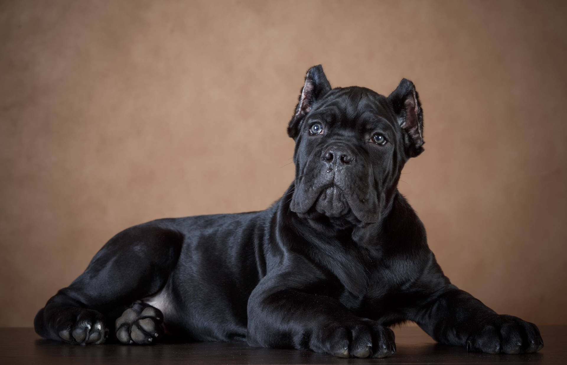 Cane Corso 桌布
