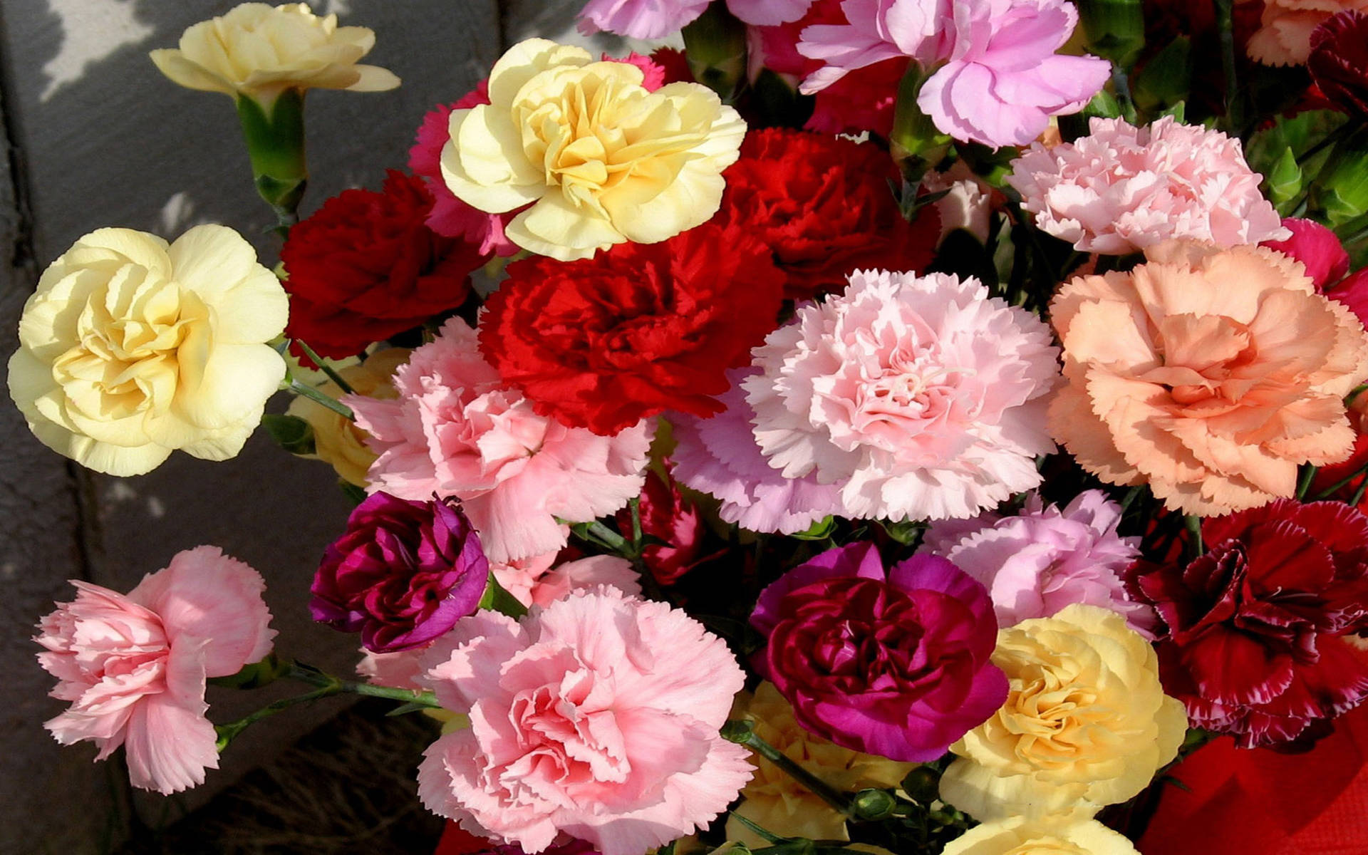 Carnation 桌布