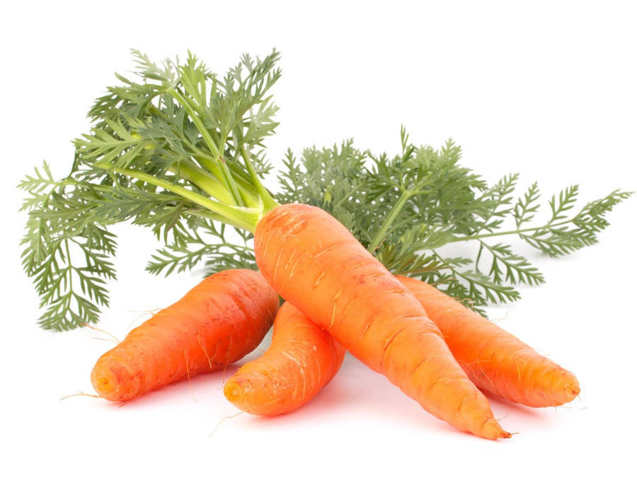 Carrot 桌布