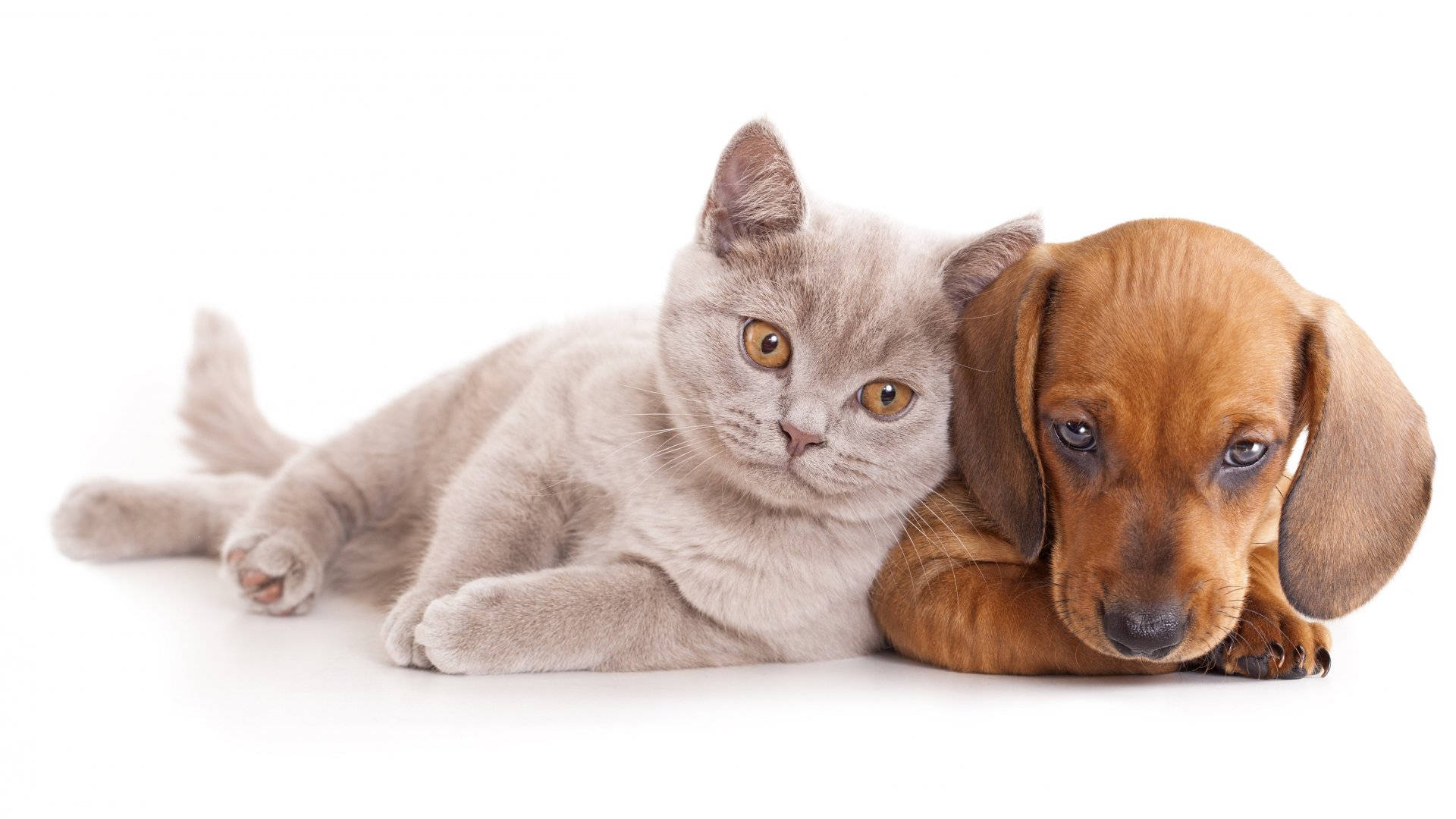 Cat and dog 桌布
