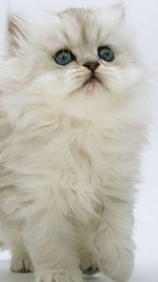 Cat iPhone 桌布