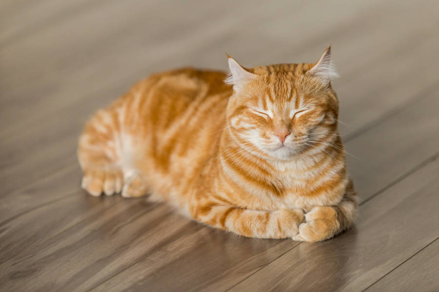 Cat Pfp 桌布