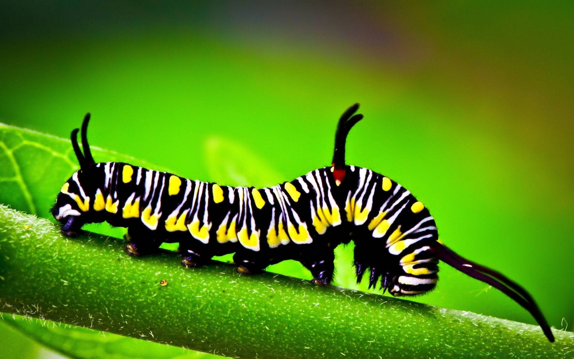 Caterpillar 桌布