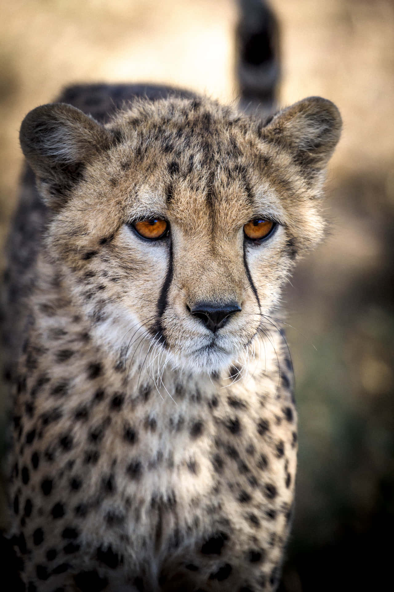 Cheetah HD 桌布