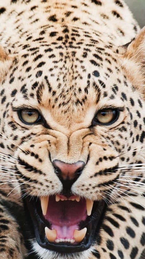 Cheetah iPhone 桌布
