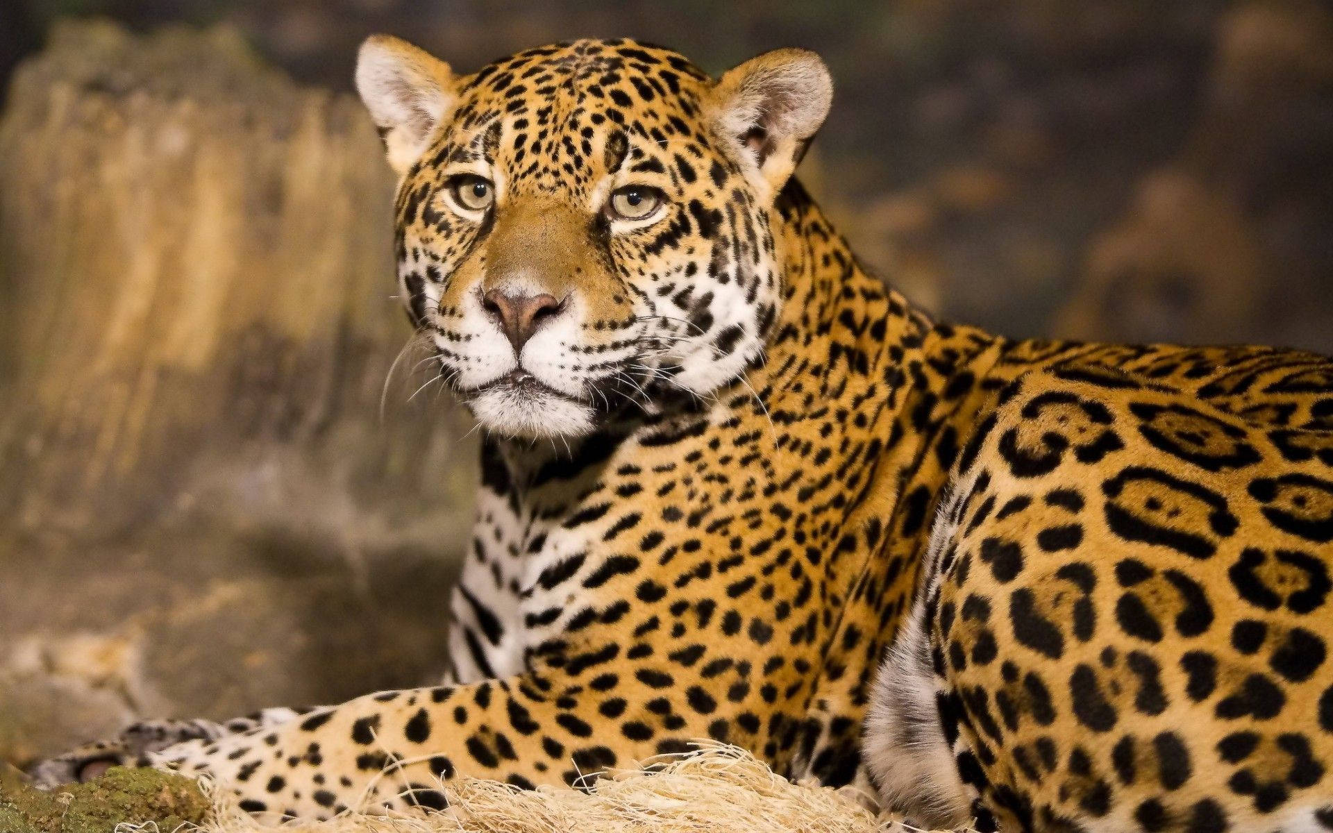 1920x1200 Cheetah Wallpaper HD background picture