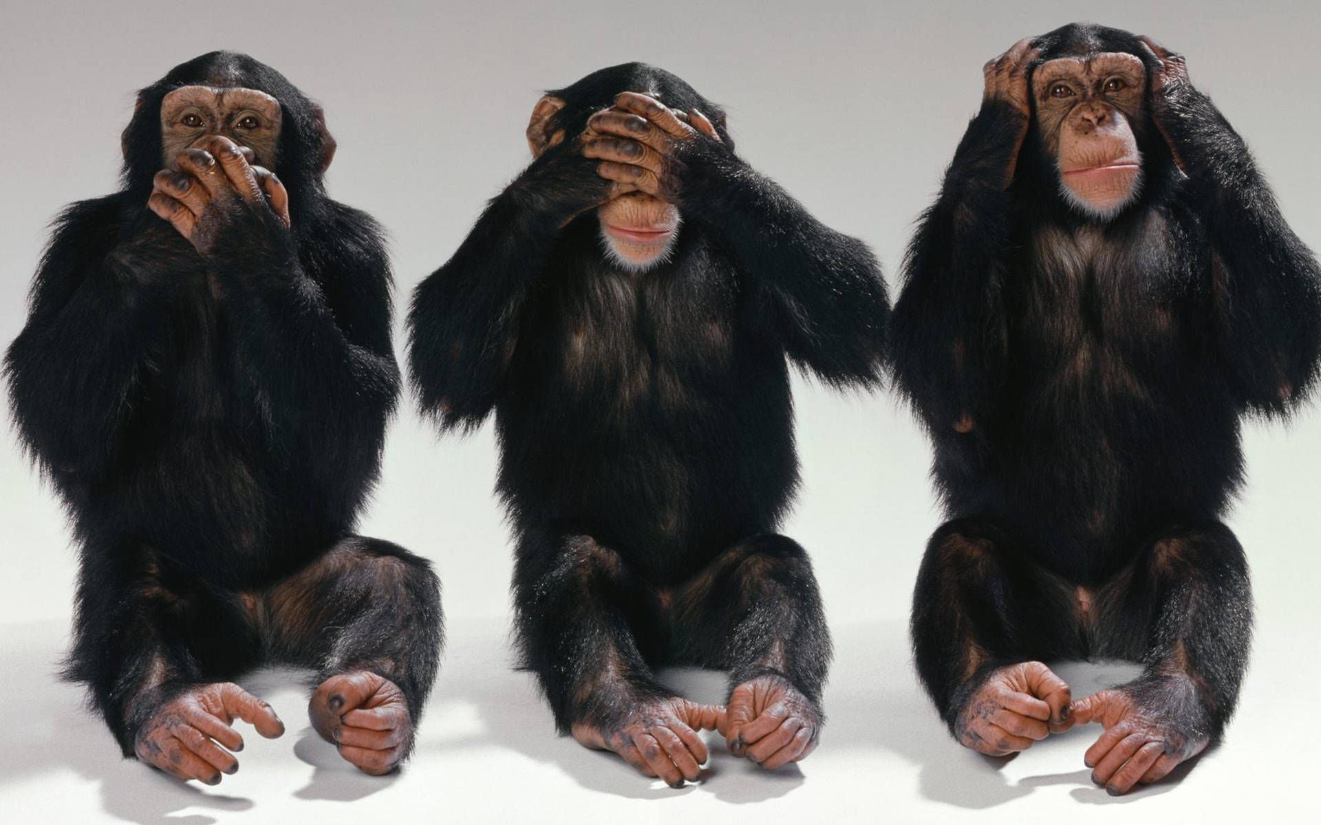 Chimpanzee 桌布