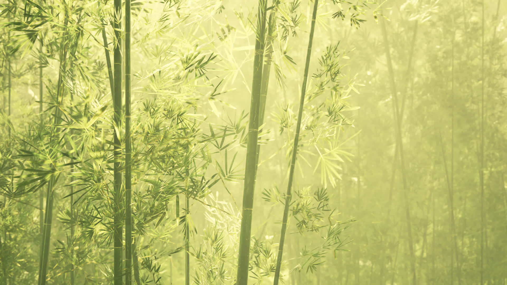 Chinese Bamboo 桌布