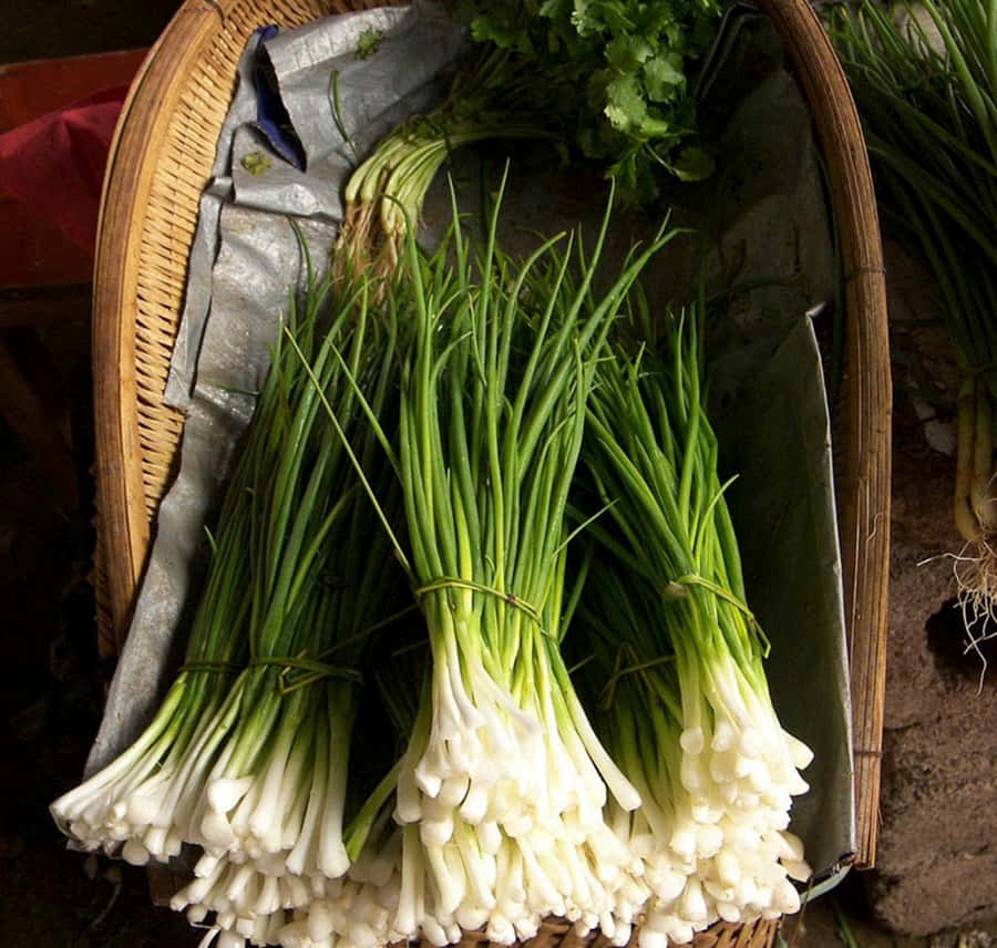 Chives 桌布