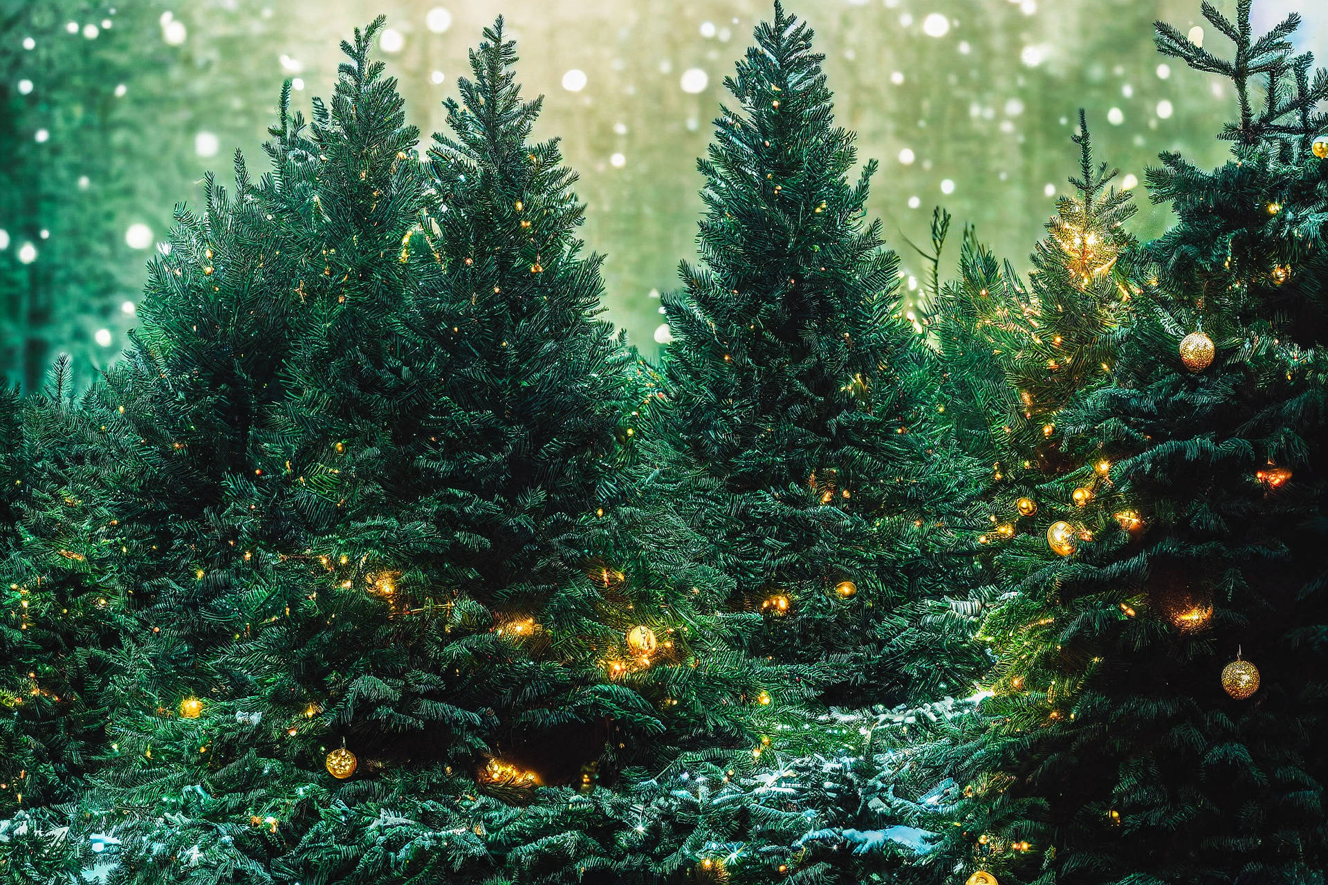 Christmas Forest 桌布