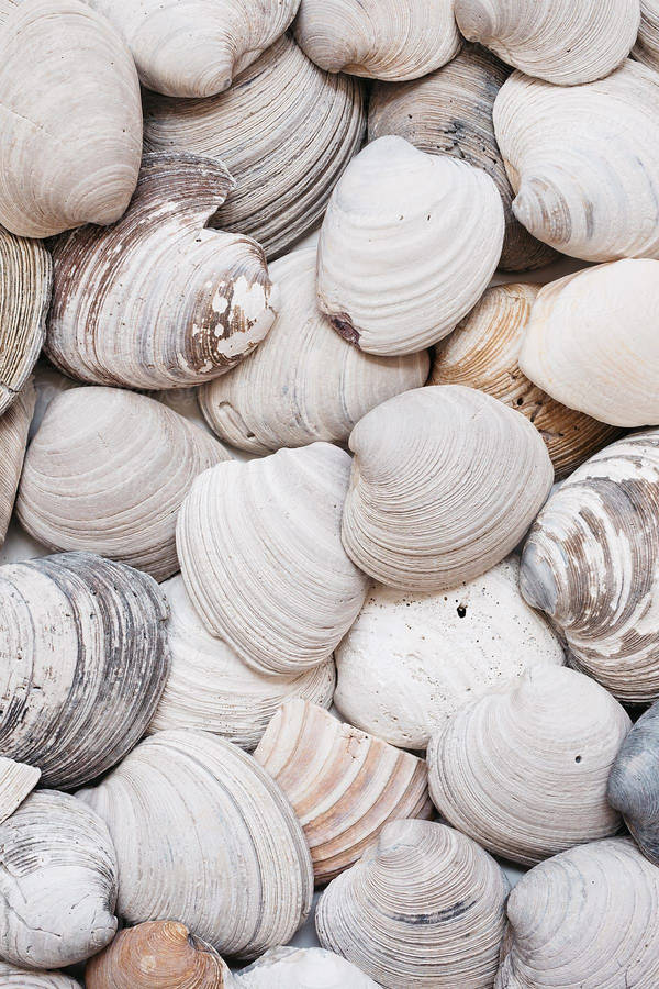 Clam 桌布