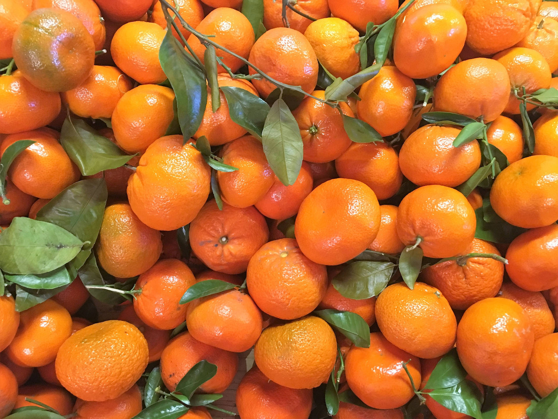 Clementine 桌布