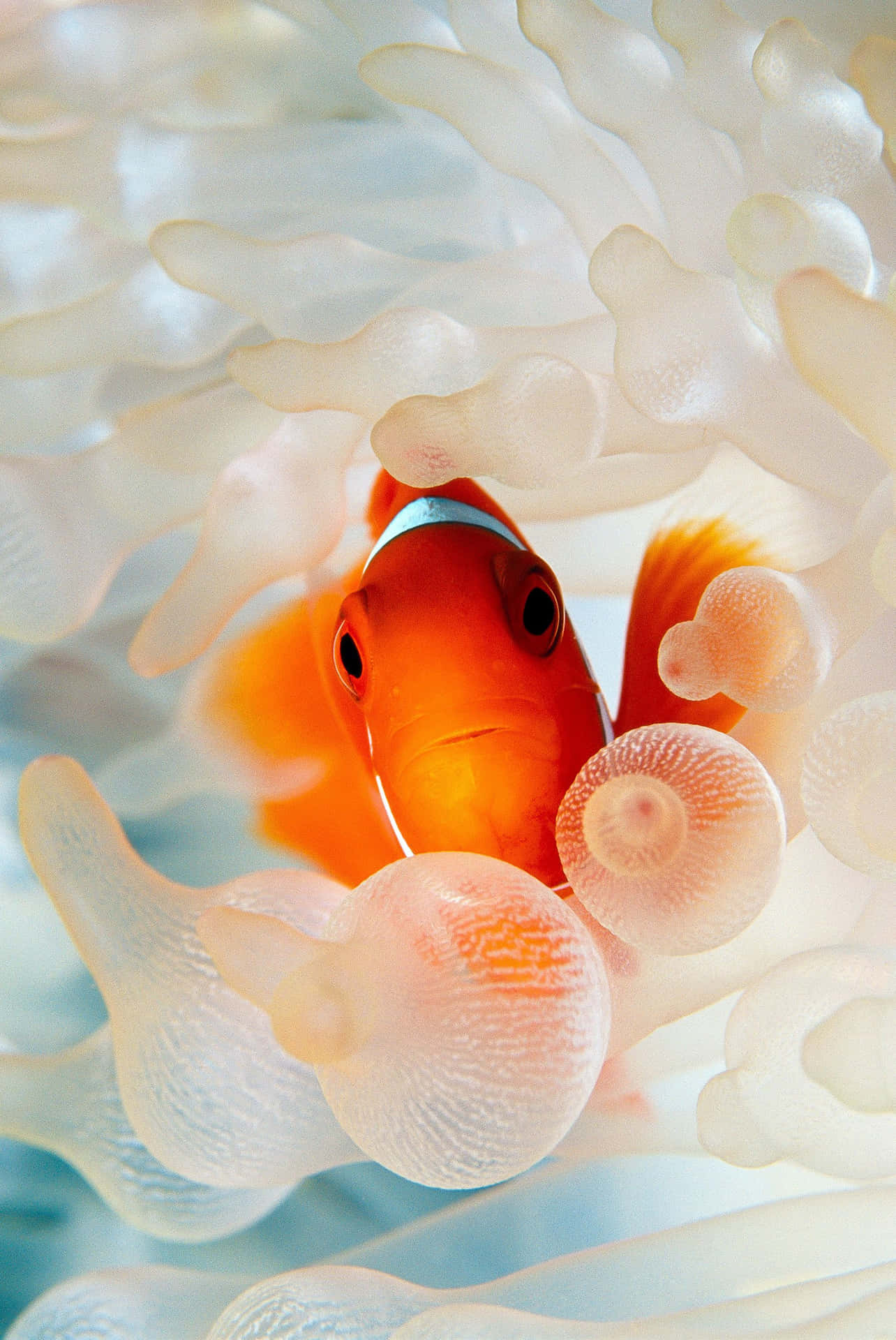 Clown Fish iPhone 桌布