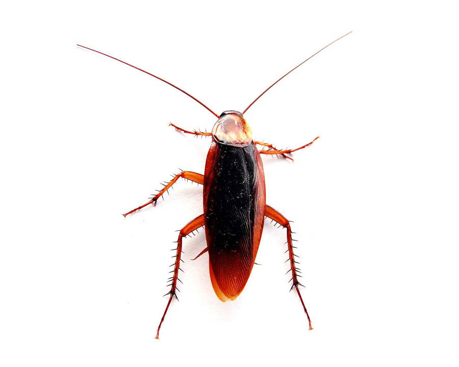 Cockroach 桌布