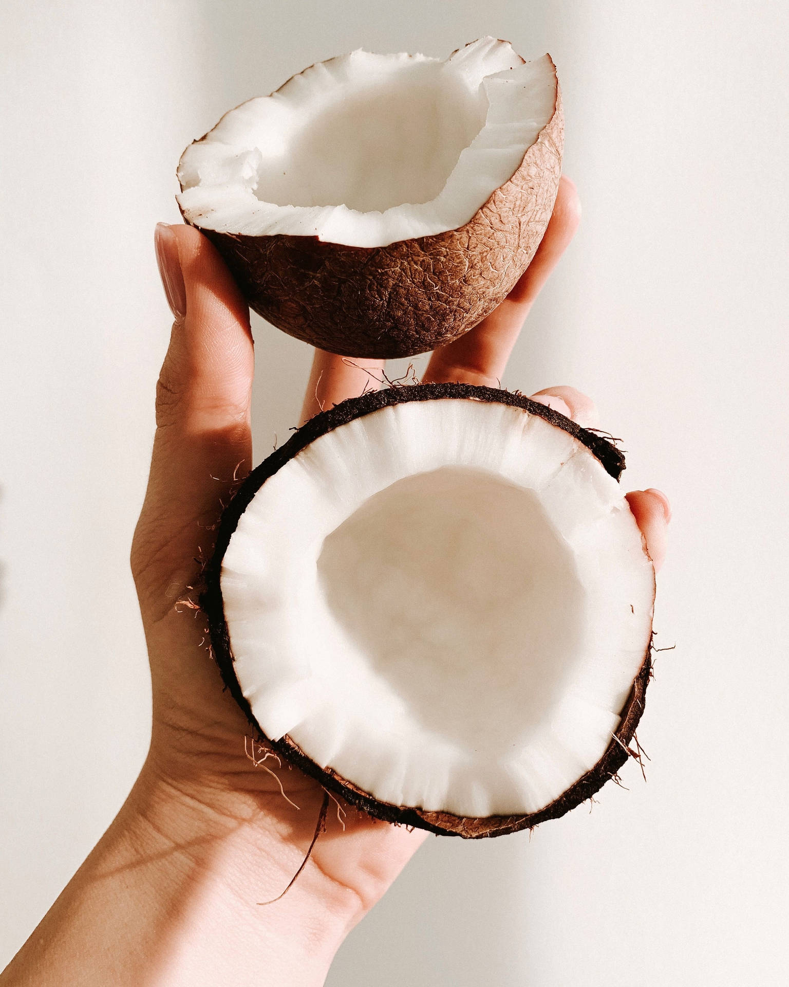Coconut 桌布