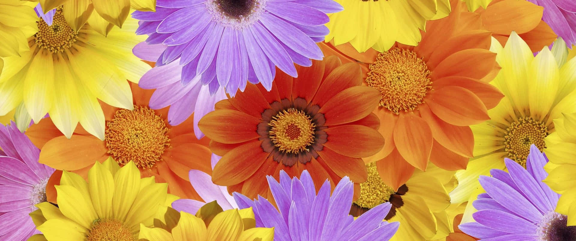 Colorful Daisies 桌布