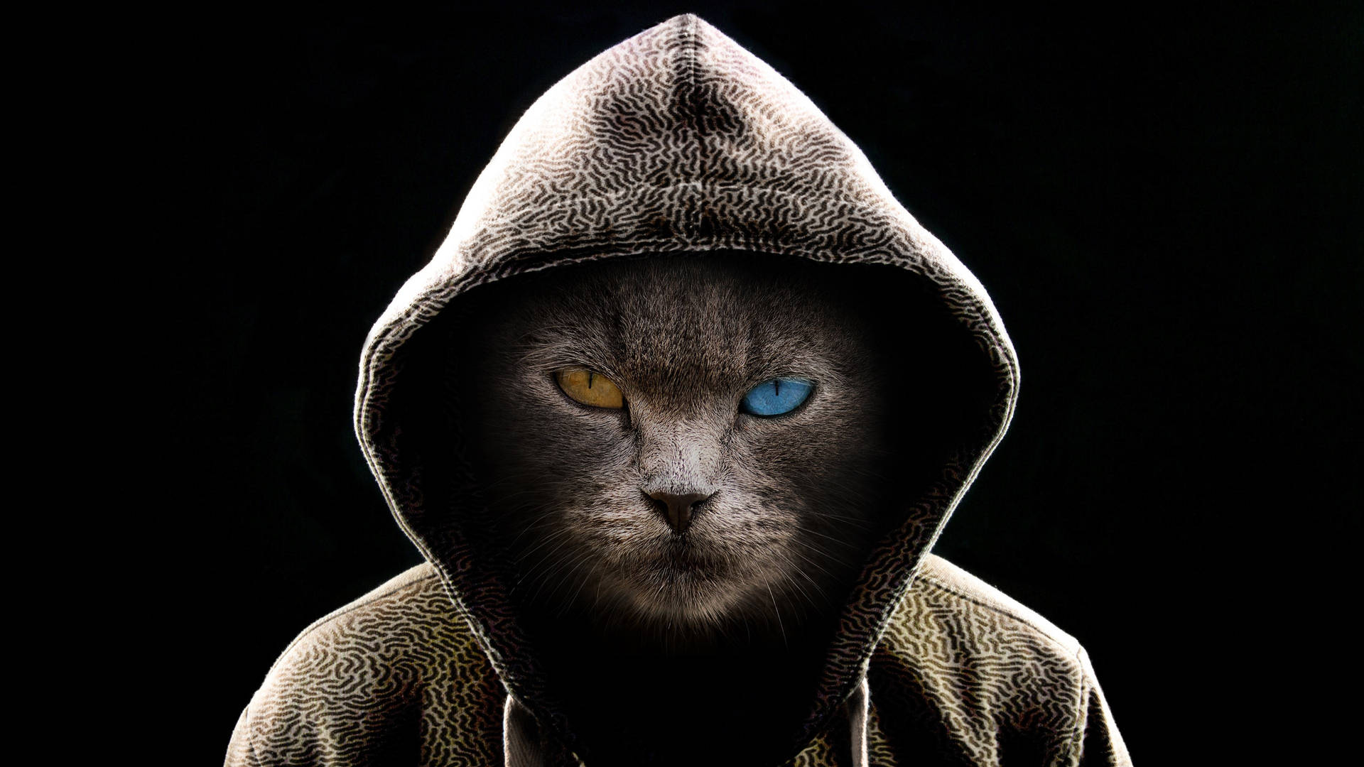 Cool Cat 桌布
