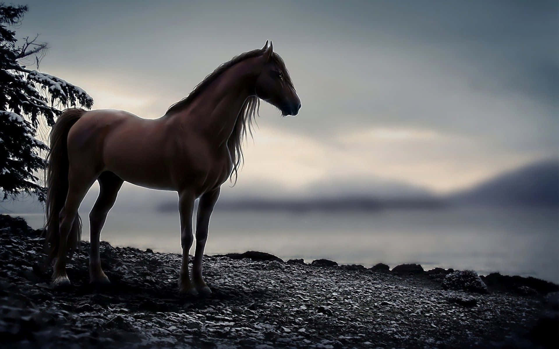 Cool Horse 桌布