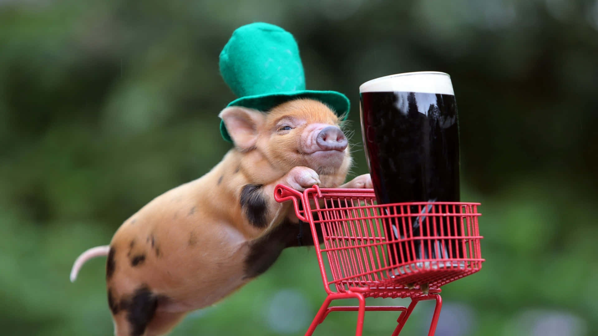 Cool Piggy 桌布