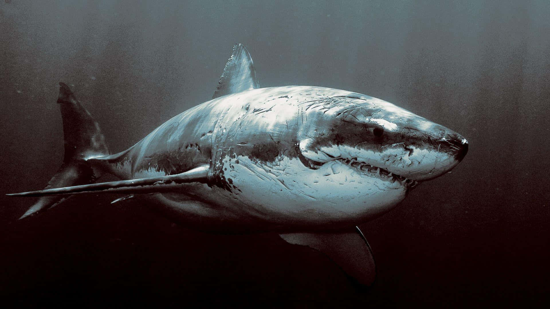 Cool Shark 桌布