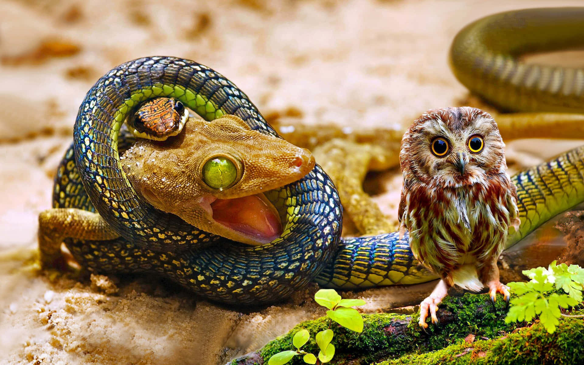 Cool Snake 桌布