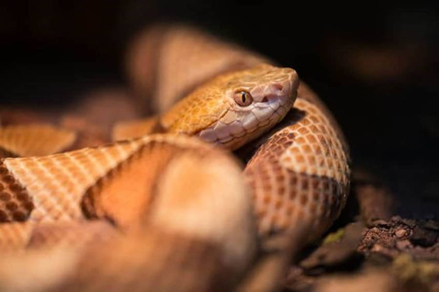 Copperhead 桌布