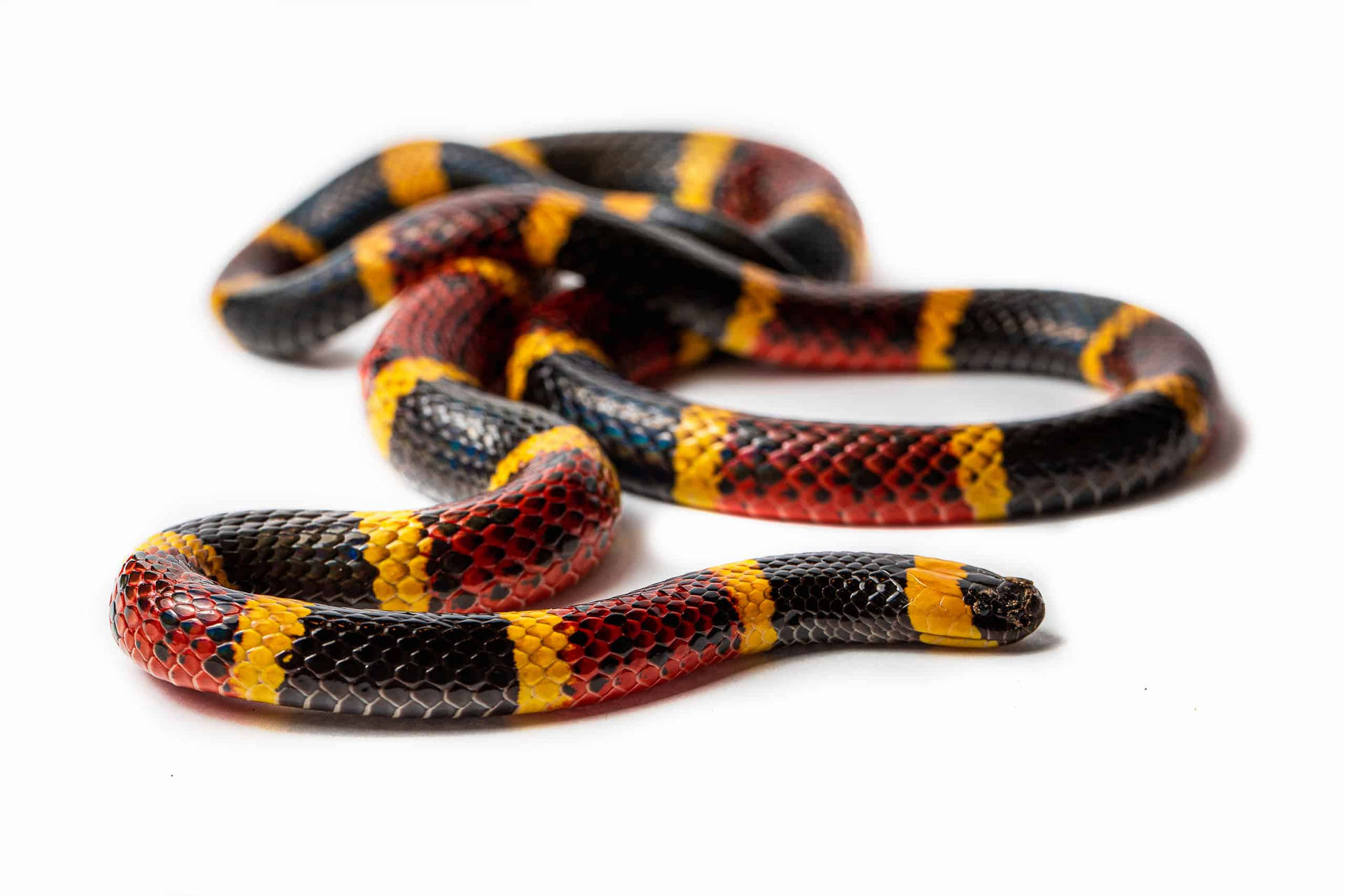 Coral Snake 桌布