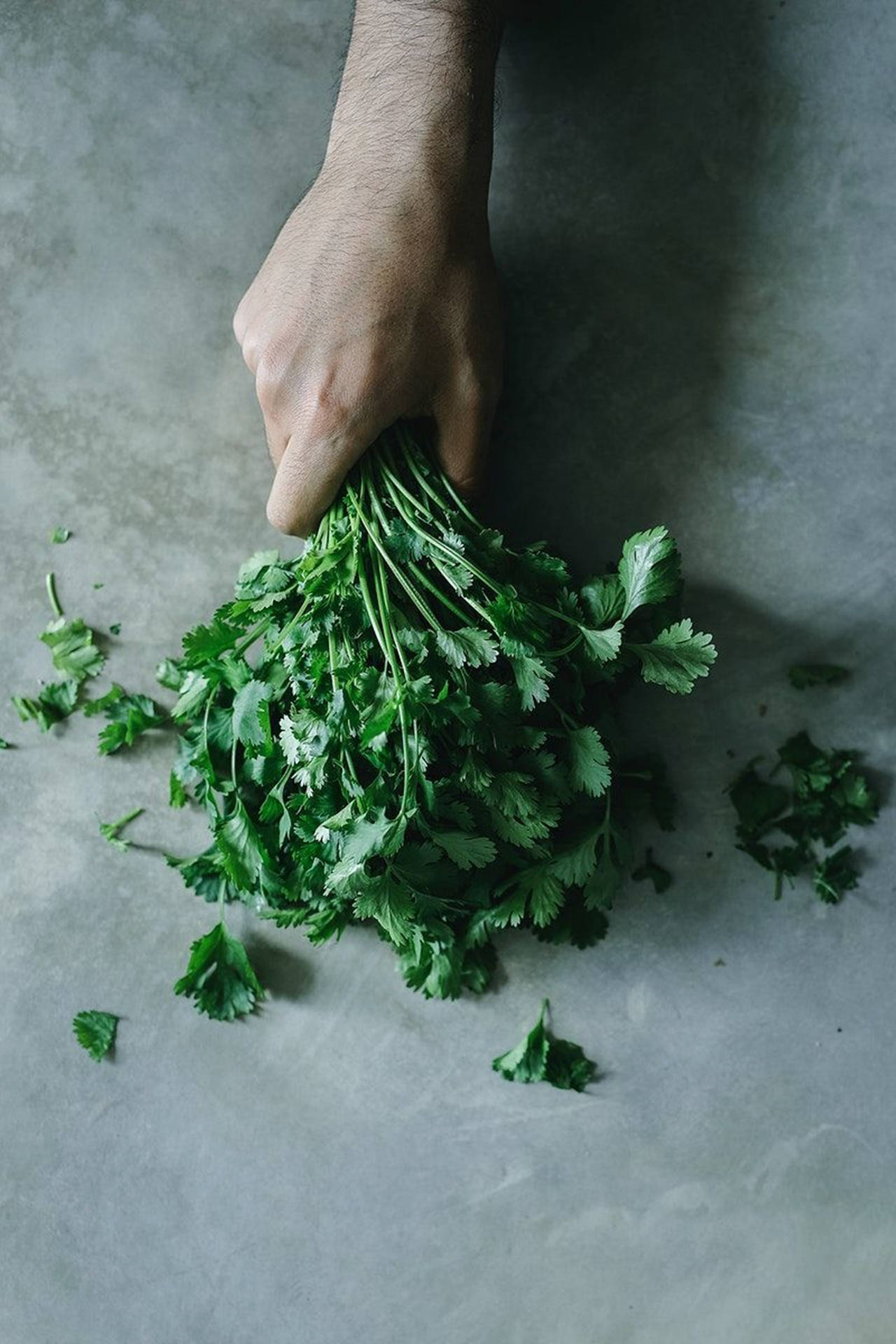 Coriander 桌布