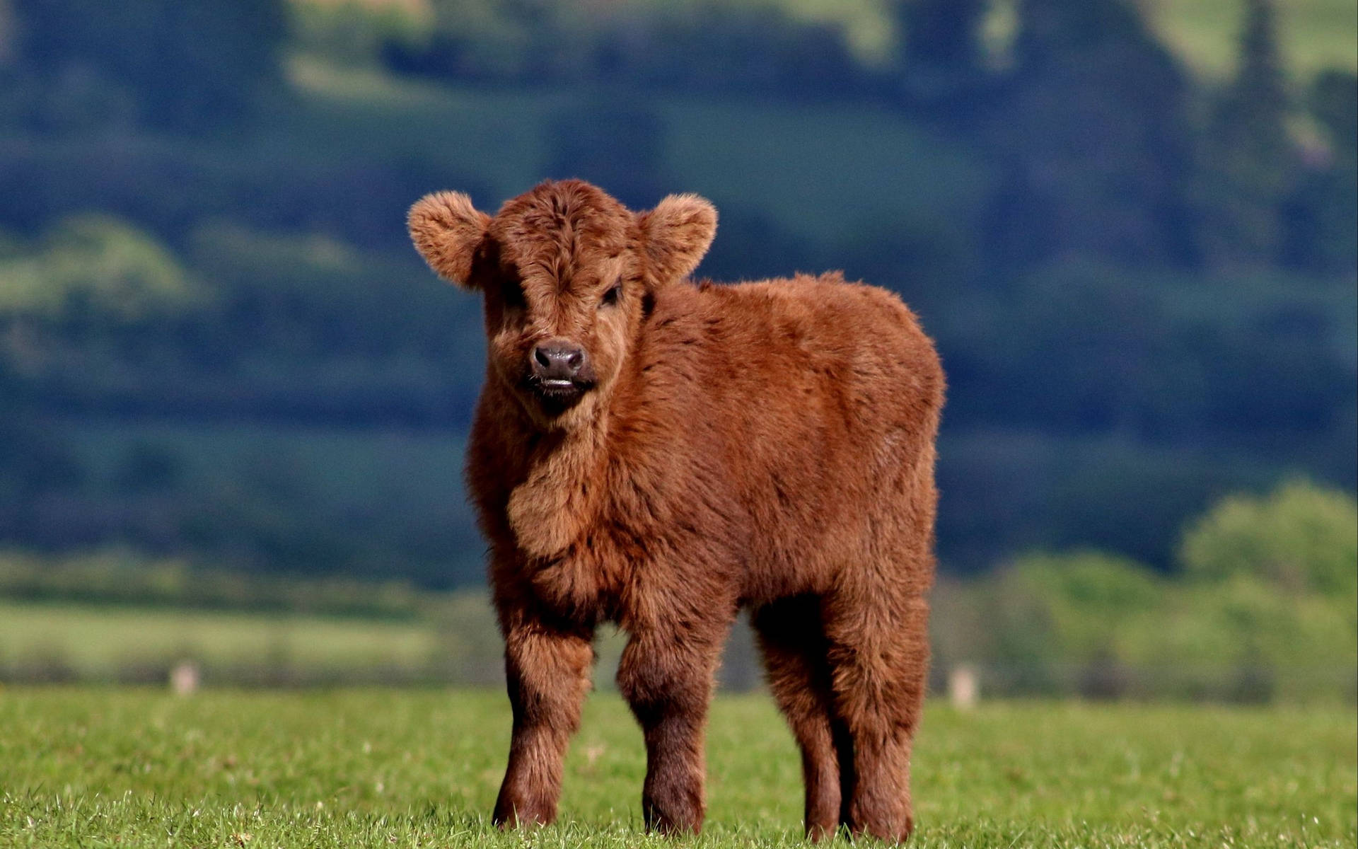 2560x1600 Download wallpaper 2560x1600 calf, cow, fluffy, grass