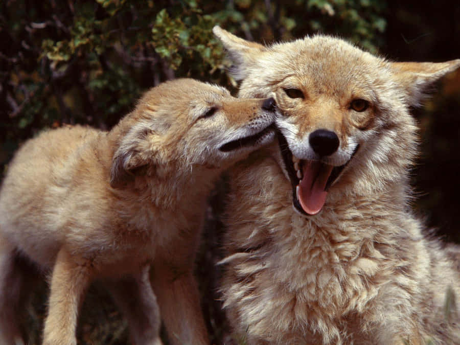 Coyote 桌布