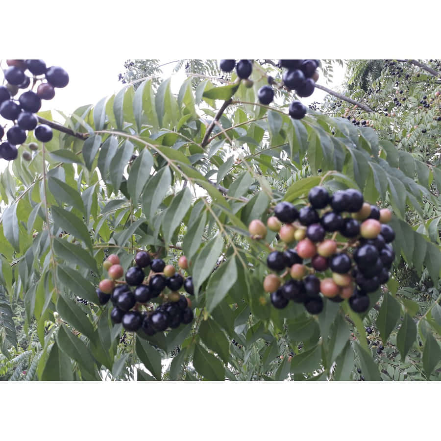 Curry Berry 桌布